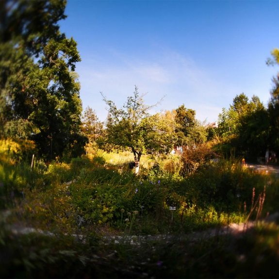 Letní kvítí, kam až oko dohlédne. 🏵️ Tak by šel popsat srpen v naší botanické zahradě @unigardenolomouc – obzvlášť letos, kdy se chladnější červenec postaral rostlinstvu o potřebnou vláhu.

Už jste se byli podívat? Stojí to za to! V nadcházejících horkých dnech zahrada kromě barvitých pohledů skýtá i chladivý stín uprostřed rozpáleného města.

Navíc zde až do konce srpna najdete výstavu antropomorfních dřevěných objektů umělce Jana Zemánka s poetickým názvem „Kéž lavičko, kéž bys promluvila.“ V pondělí 25. srpna od 17 hodin sem navíc můžete přijít na její komentovanou prohlídku.

Chcete vědět, kudy se do botanické zahrady dostanete? Přesné info a nálož tipů na další procházky hodná místa naší univerzity najdete na webu unitrips.cz. 🔗 Odkaz v biu. ☝️
.
.
.
#unitrips #upol #univerzitapalackeho @prf_upol #palackyuniversity #olomouc #univerzitnimesto